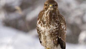 Bahis Oynamanın Psikolojik Bağımlılık Mekanizması